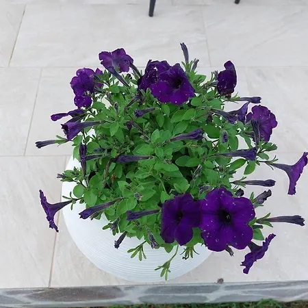 Holiday home Olbia Grazioso Bilo In Periferia
